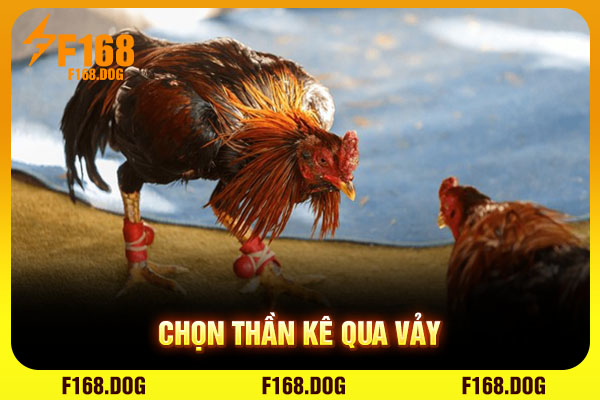 Chọn thần kê qua vảy Chọn thần kê qua vảy