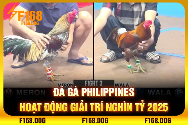 Đá Gà Philippines - Hoạt Động Giải Trí Nghìn Tỷ 2025