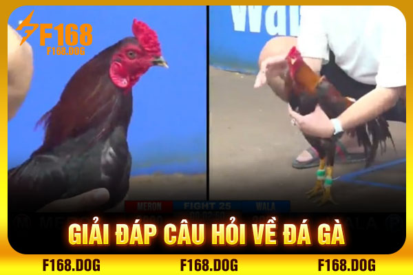 Giải đáp câu hỏi về đá gà